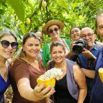 Dia do Cacau: produção na Transamazônica impulsiona economia e destaca o Pará no cenário nacional