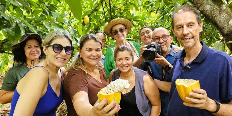 Dia do Cacau: produção na Transamazônica impulsiona economia e destaca o Pará no cenário nacional