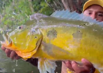 Torneio de Pesca do Tucunaré atrai turistas e impulsiona a economia em Vitória do Xingu (PA)