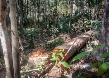 Foto: Divulgação/Agência Pará