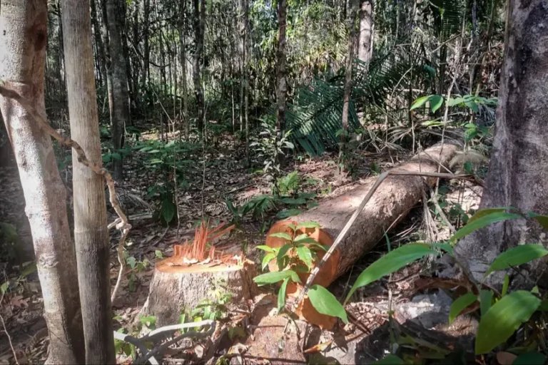 Foto: Divulgação/Agência Pará