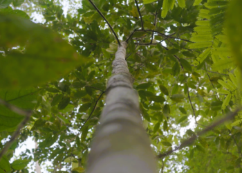 Árvore quase extinta é registrada após 40 anos