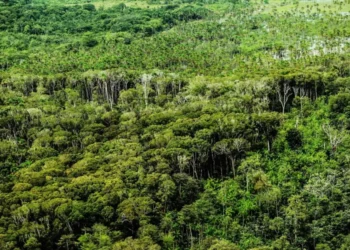Foto: Divulgação / Agência Pará
