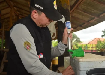 Foto: Divulgação - Agência Pará
