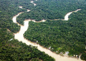 Pará registra a menor área de desmatamento da década e lidera resultados positivos na Amazônia Legal