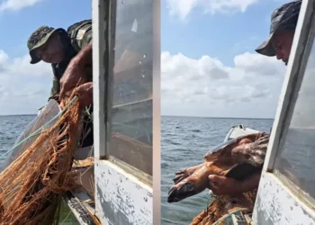 Comando de Policiamento Ambiental apreende materiais de pesca ilegal e resgata tartarugas-da-Amazônia em Senador José Porfírio