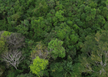 Altamira registra em 2025 o menor índice de desmatamento no 1º semestre em cinco anos