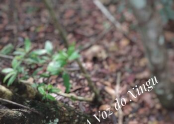 Restos mortais são encontrados em Senador José Porfírio e polícia investiga se pertencem a adolescente desaparecida