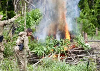 PF destrói mais de 120 mil pés de maconha no nordeste paraense. (Divulgação)