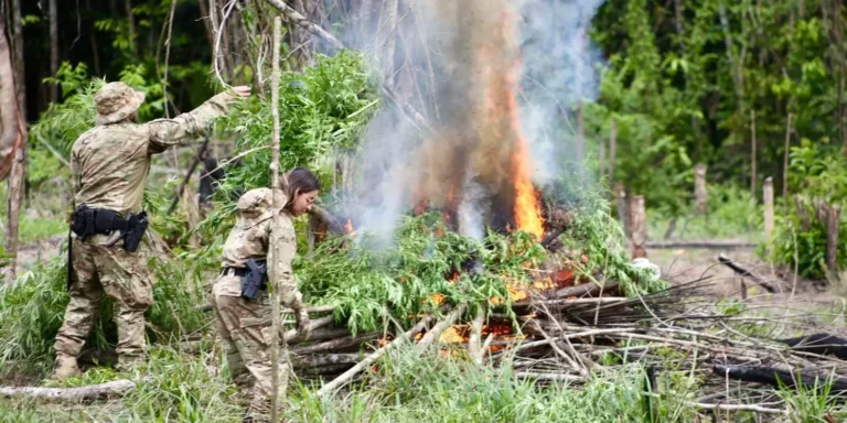 PF destrói mais de 120 mil pés de maconha no nordeste paraense. (Divulgação)