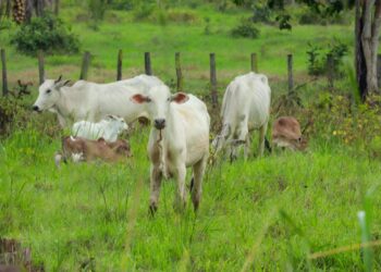 Empresa de Assistência e Extensão Rural incentiva pecuária sustentável em Altamira