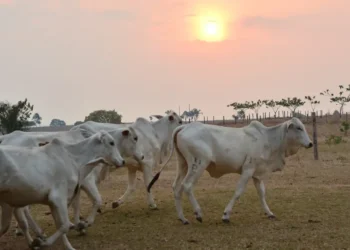 Foto: Agência Pará / Divulgação