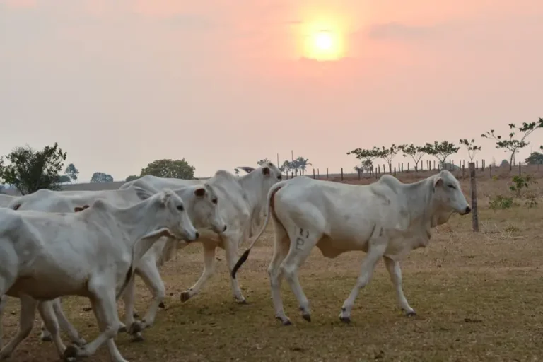 Foto: Agência Pará / Divulgação
