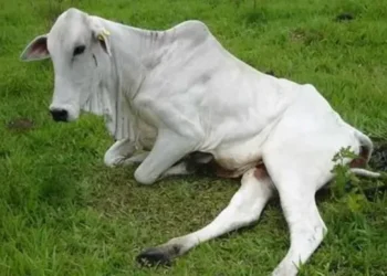 Raiva bovina confirmada em Uruará obriga vacinação de animais em raio de 12 km