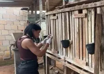 A imagem em destaque mostra uma policial civil no local utilizado para "rinhas de galo". (Foto: Divulgação | Ascom PCPA)