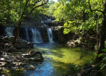 Foto: Ascom / Ideflor-Bio