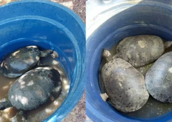 A imagem em destaque mostra as tartarugas resgatadas pela Polícia Rodoviária Federal (PRF). (Foto: Divulgação | Ascom PRF)