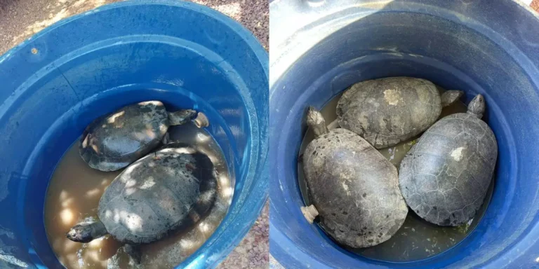 A imagem em destaque mostra as tartarugas resgatadas pela Polícia Rodoviária Federal (PRF). (Foto: Divulgação | Ascom PRF)