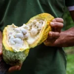 Lei que estabelece percentual mínimo de cacau vai beneficiar produtores baianos