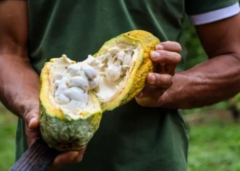 Atividade cacaueira gera mais de 400 mil empregos no Pará