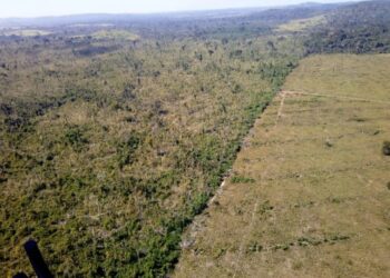 Desmatamento na Amazônia. — Foto: Ibama