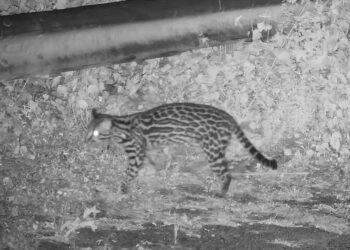 Jaguatirica é flagrada em área de preservação da Usina Belo Monte