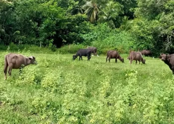 O Pará continua se mantendo líder absoluto na produção bubalina com destaque aos municípios marajoaras