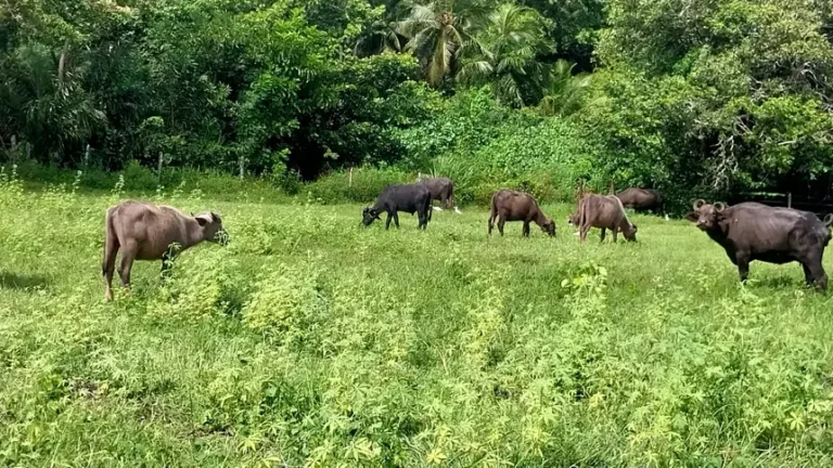 O Pará continua se mantendo líder absoluto na produção bubalina com destaque aos municípios marajoaras