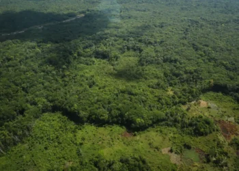 Foto: Rodrigo Pinheiro/ Ag. Pará