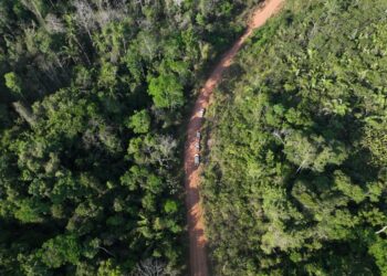 Plantações próximas à rede elétrica podem causar interrupções no fornecimento de energia
