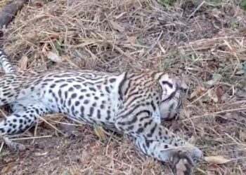 Jaguatirica é encontrada morta em estrada que dá acesso ao aeroporto de Altamira (PA)
