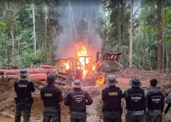 Operação ‘Termite’ apreende máquinas e investiga comércio ilegal de madeira no sudoeste do Pará