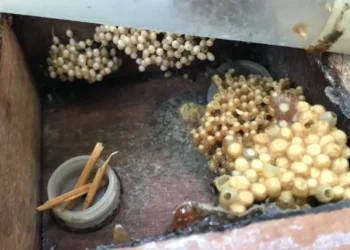 Foto: Mateus Costa / Ascom Sedap