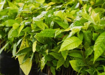 Foto: Ascom/PMA - Divulgação