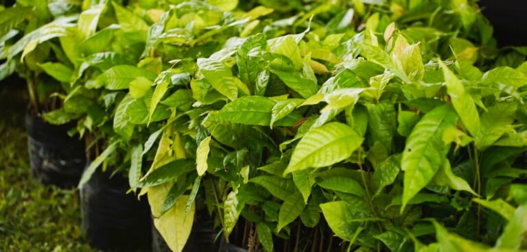 Foto: Ascom/PMA - Divulgação