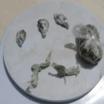 Jovem é preso com drogas durante abordagem da PM em Uruará (PA)