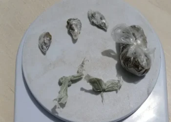 Jovem é preso com drogas durante abordagem da PM em Uruará (PA)