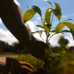 Norte Energia adere à iniciativa do Pacto Global da ONU para manter a Floresta Amazônica em pé