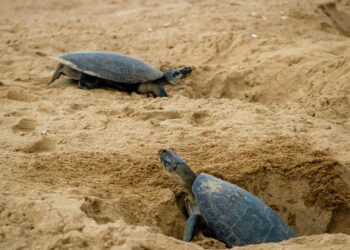 Foto: Agência Pará / Divulgação