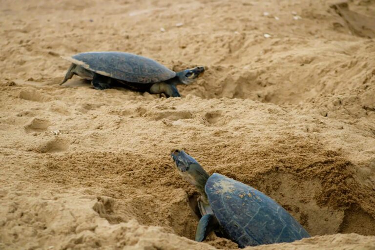 Foto: Agência Pará / Divulgação