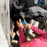 Adepará reforça alerta sobre prazo para identificação do rebanho e regularização da GTA no Pará