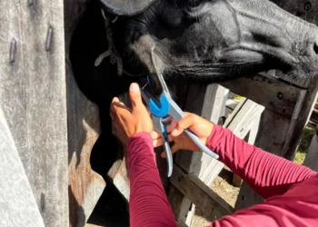 Adepará reforça alerta sobre prazo para identificação do rebanho e regularização da GTA no Pará