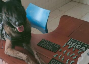 Cão de trabalho da segurança pública de Altamira morre vítima de cinomose