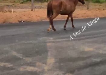Motoristas denunciam presença de animais soltos em estrada do km 40, na zona rural de Vitória do Xingu (PA)