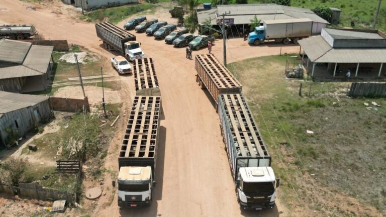 Ação de retirada de gado ocorre após desintrusão na TI Apyterewa — Foto: Arquivo