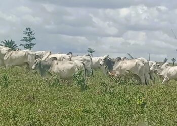 Gado furtado em fazenda de Vitória do Xingu é localizado em propriedade no município de Placas