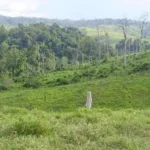 Ibama divulga lista de áreas rurais embargadas em Uruará, no Pará