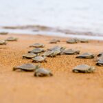Soltura de 1,8 mil quelônios no Tabuleiro do Embaubal reforça proteção à biodiversidade