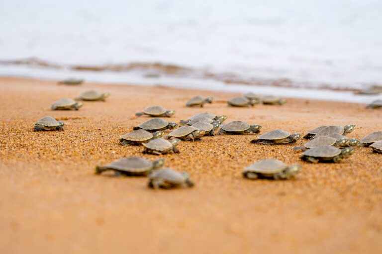 Foto: Helder Lana - Divulgação - Norte Energia