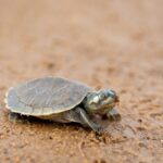 VÍDEO: Soltura de tartarugas no Rio Xingu vira espetáculo da natureza e emociona participantes